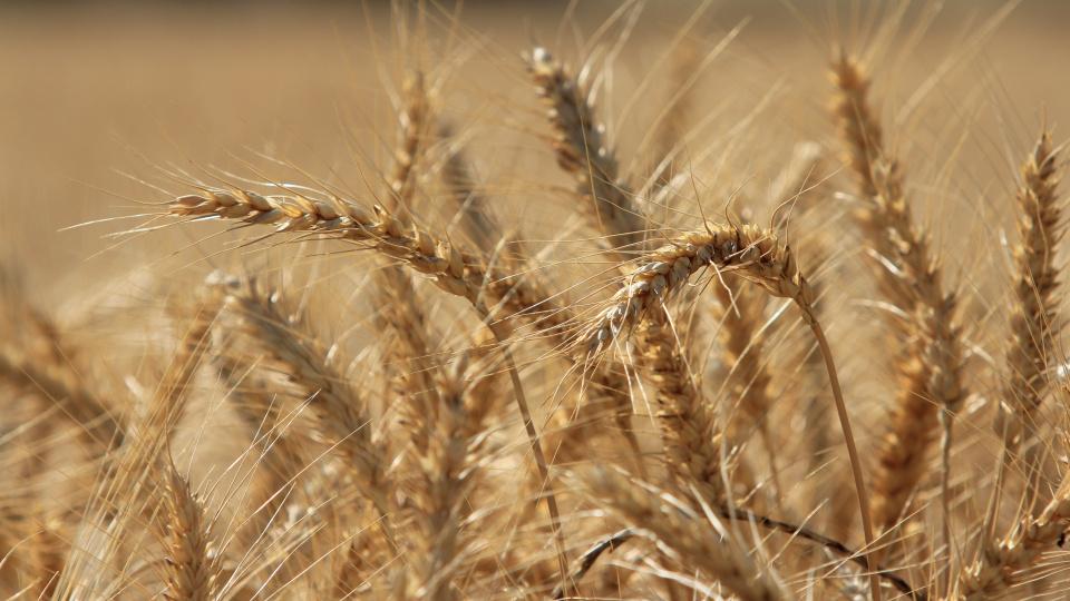 TÜRİB'de işlem ve teminat esasları yeniden düzenlendi Ticaret Bakanlığı, Türkiye Ürün İhtisas Borsası'nda (TÜRİB) vadeli işlem sözleşmelerinin kapsamı ile ödeme, teslimat ve takas esaslarını yeniden düzenlerken, işlemlerde teminat zorunluluğu getirilebilmesine yönelik düzenleme yaptı.